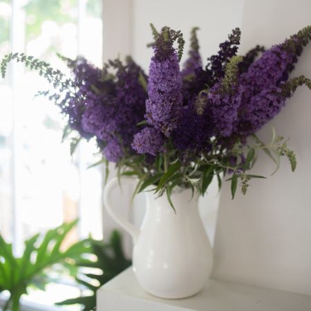 These purple cuttings from the butterfly bush are arranged in a white vase