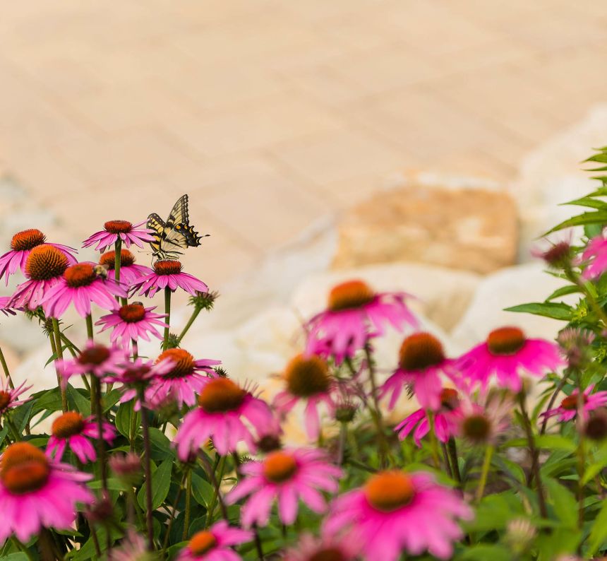 a yellow butterfly rests on fuchsia colored flower petals in a outdoor dream