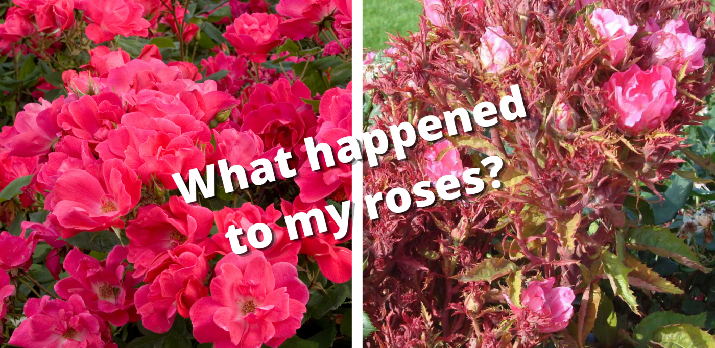 What is Rose Rosette disease?