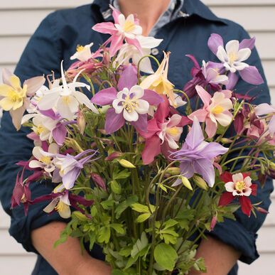 Woman holds large bouquet of cuts of purple, pink, white and maroon columbine flowers