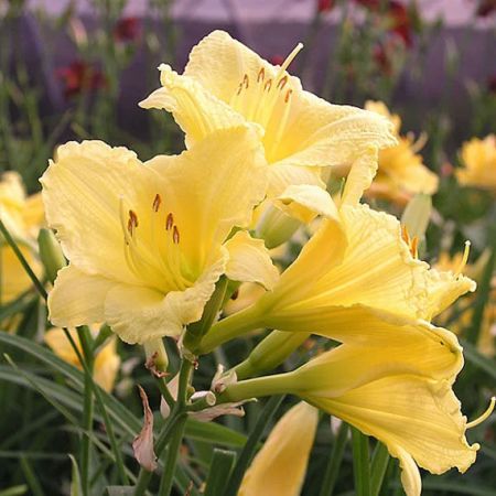 Happy Returns Daylily