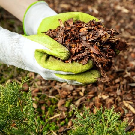 Two hands holding pine bark mulch