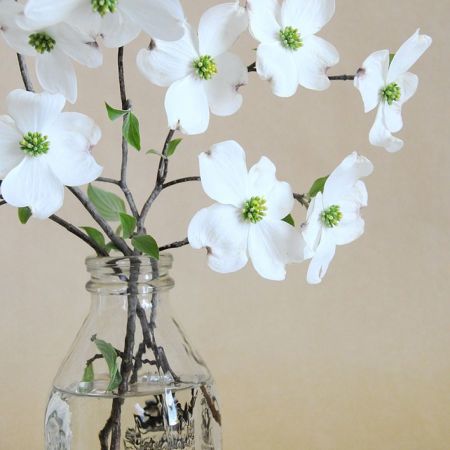 cuttings from a white dogwood tree in a milk glass jar