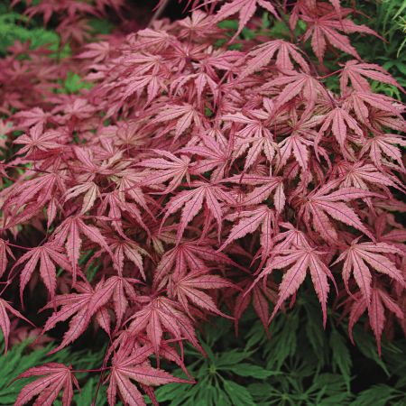 maroon foliage from the Japanese maple tree