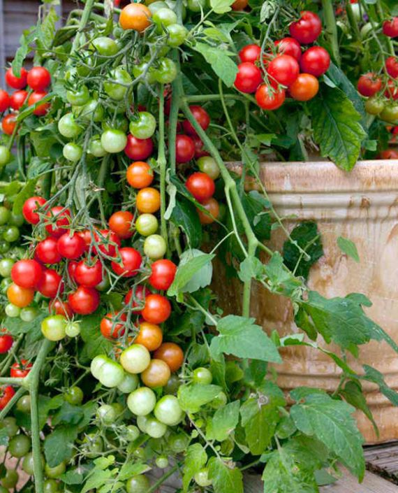 a cherry tomato plant growing in a large planter is cascading to the ground with a mixture of ripened tomatoes on it