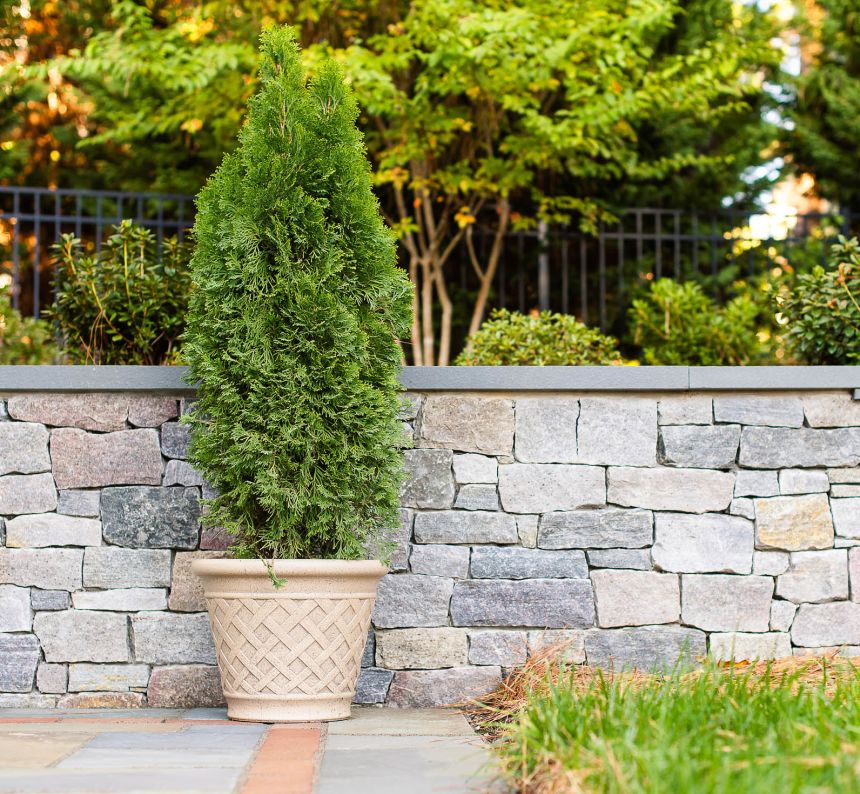 Stone patio and stone retaining wall with potted evergreen tree