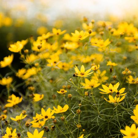 this field of coreopsis display an area of bright green stems and yellow flowers