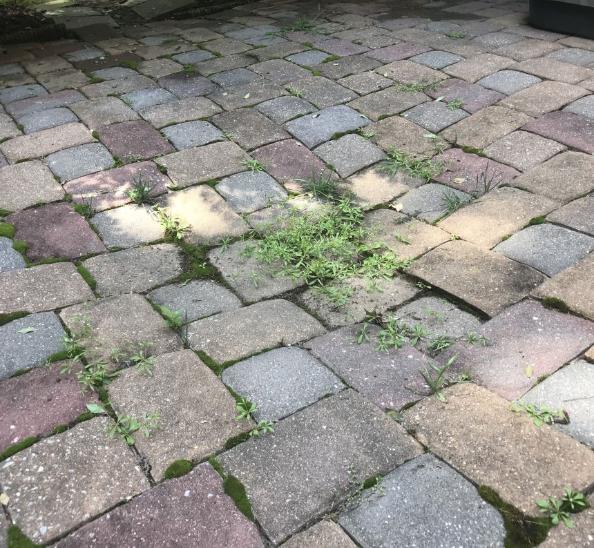 moss and weeds are growing between the pavers in the sunken in section of the paver patio