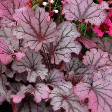 oak-like leaves are pink with a deep purple and maroon stems