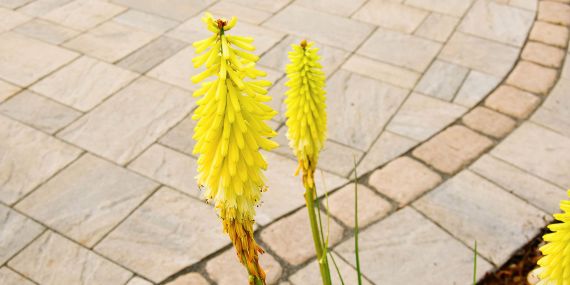 Square tan pavers are curved at the edge and two yellow flowers are highlighted