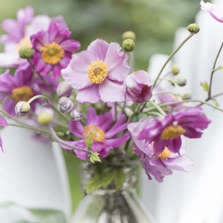 pink and purple blooms of cut Japanese Anemone in a glass vase