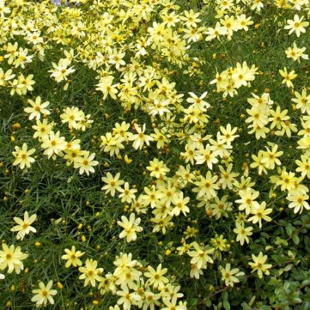 Moonbeam Threadleaf Coreopsis