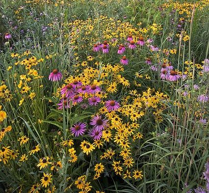 a field of native plants flowering in yellows and purples