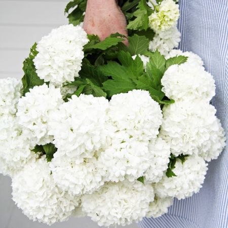 a woman holds a group of snowball blooming viburnum clippings by her side