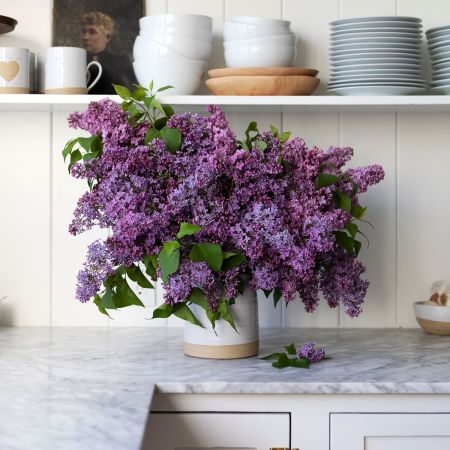 a large bouquet of Lilacs are featured in this white clay vase on the kitchen counter