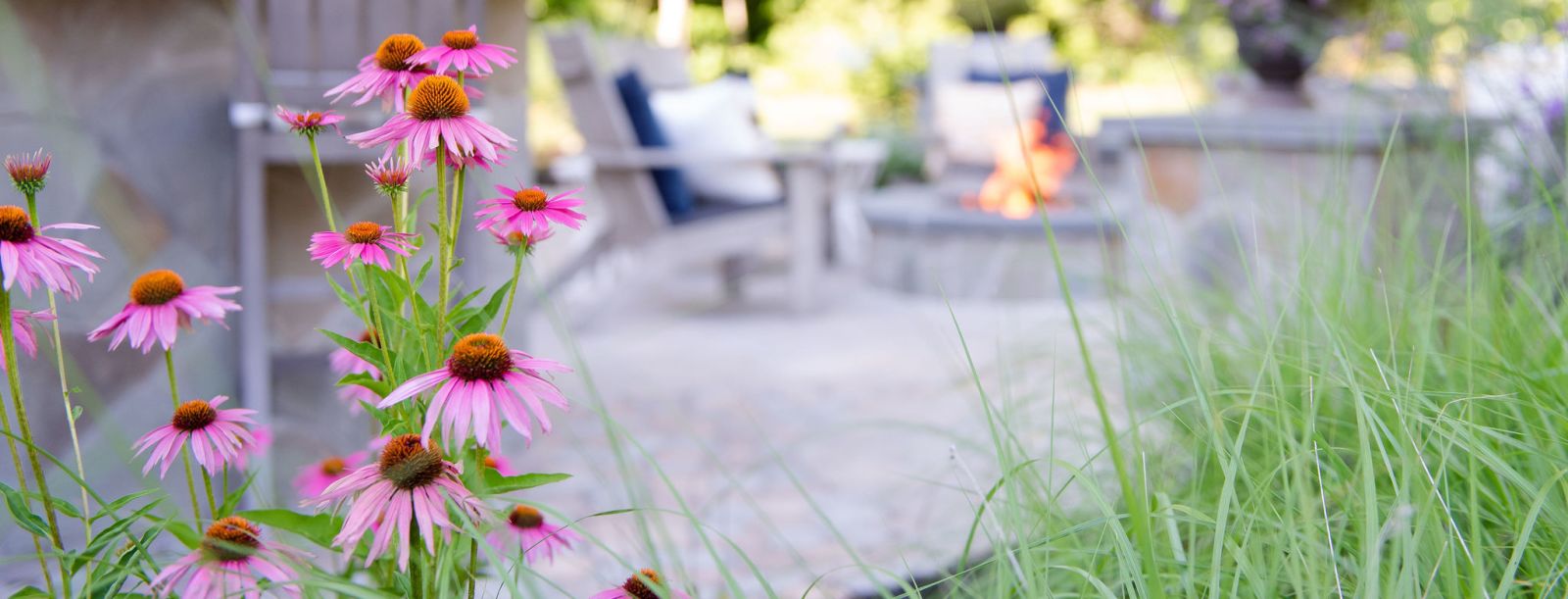 Purple coneflower with patio in the background