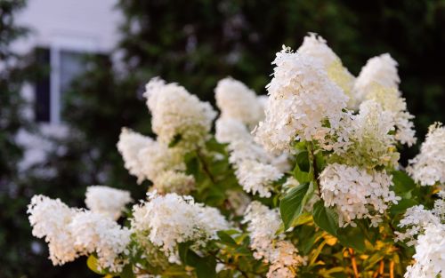 limelight hydrangea with white blooms