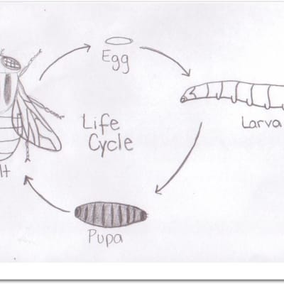 Product Life Cycle, Project Life Cycle, Product Phases, Project Phase and PM Process Groups