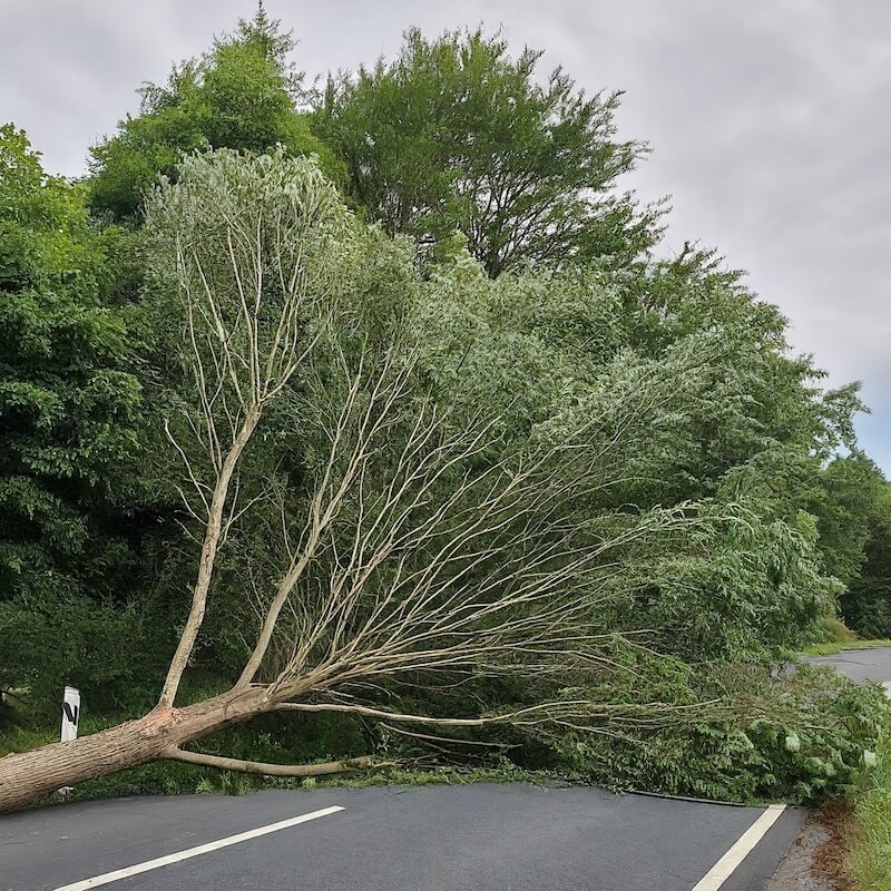 Obstacle: A large fallen tree blocking a road