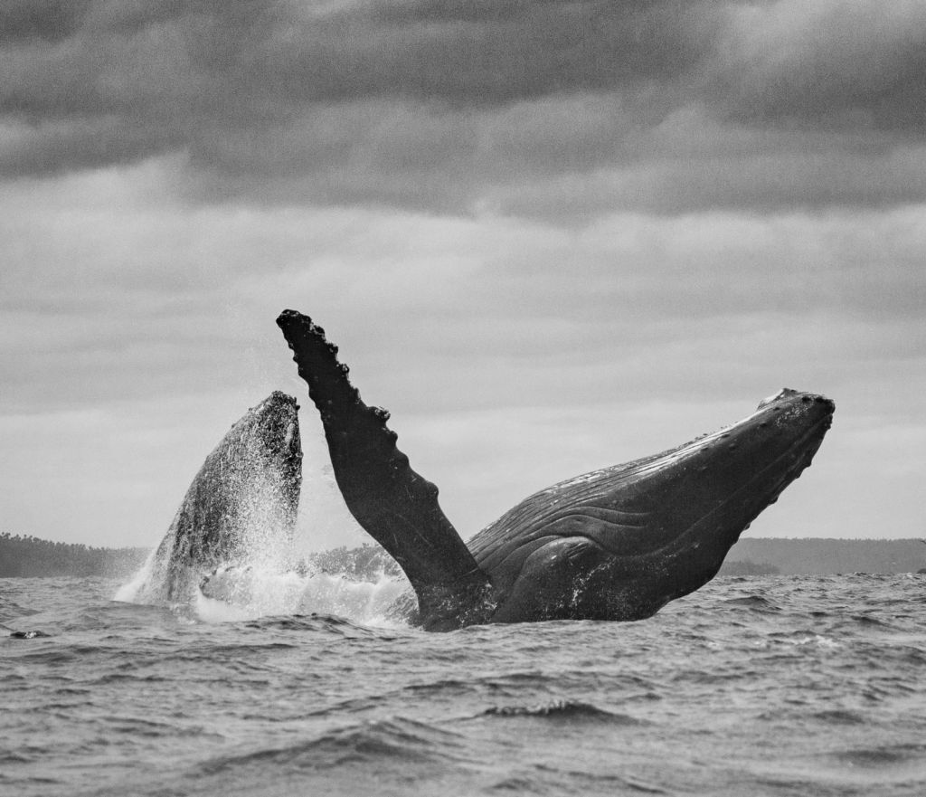 Velryby vyfocené Prokopem