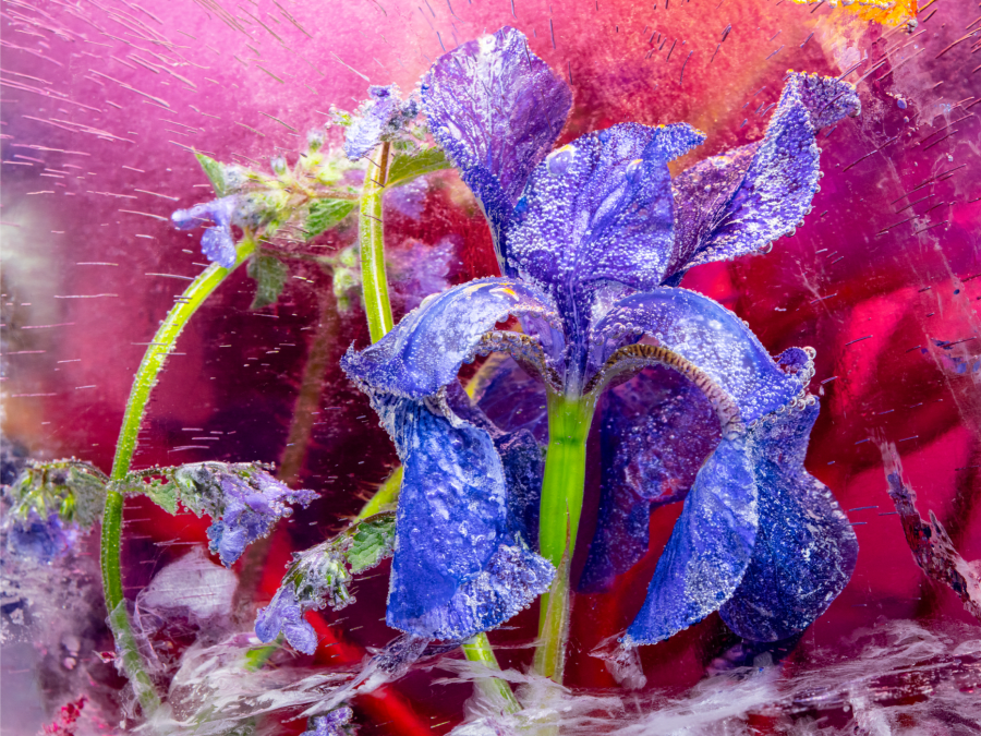 Anna Thurber's Work