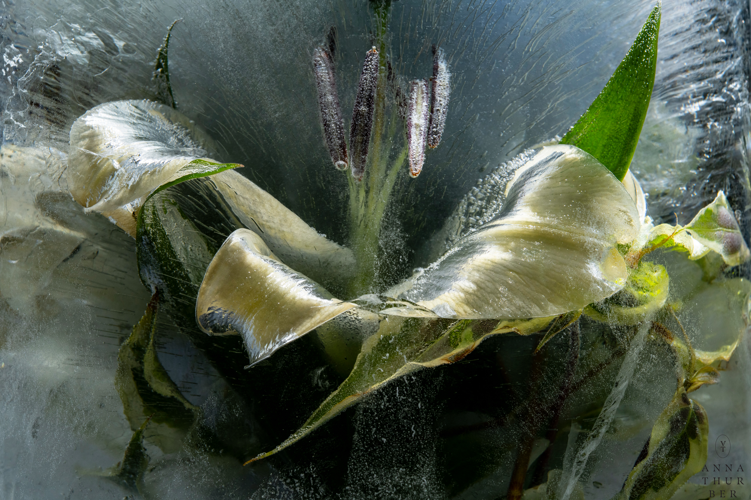 Anna Thurber - Frozen Botanicals
