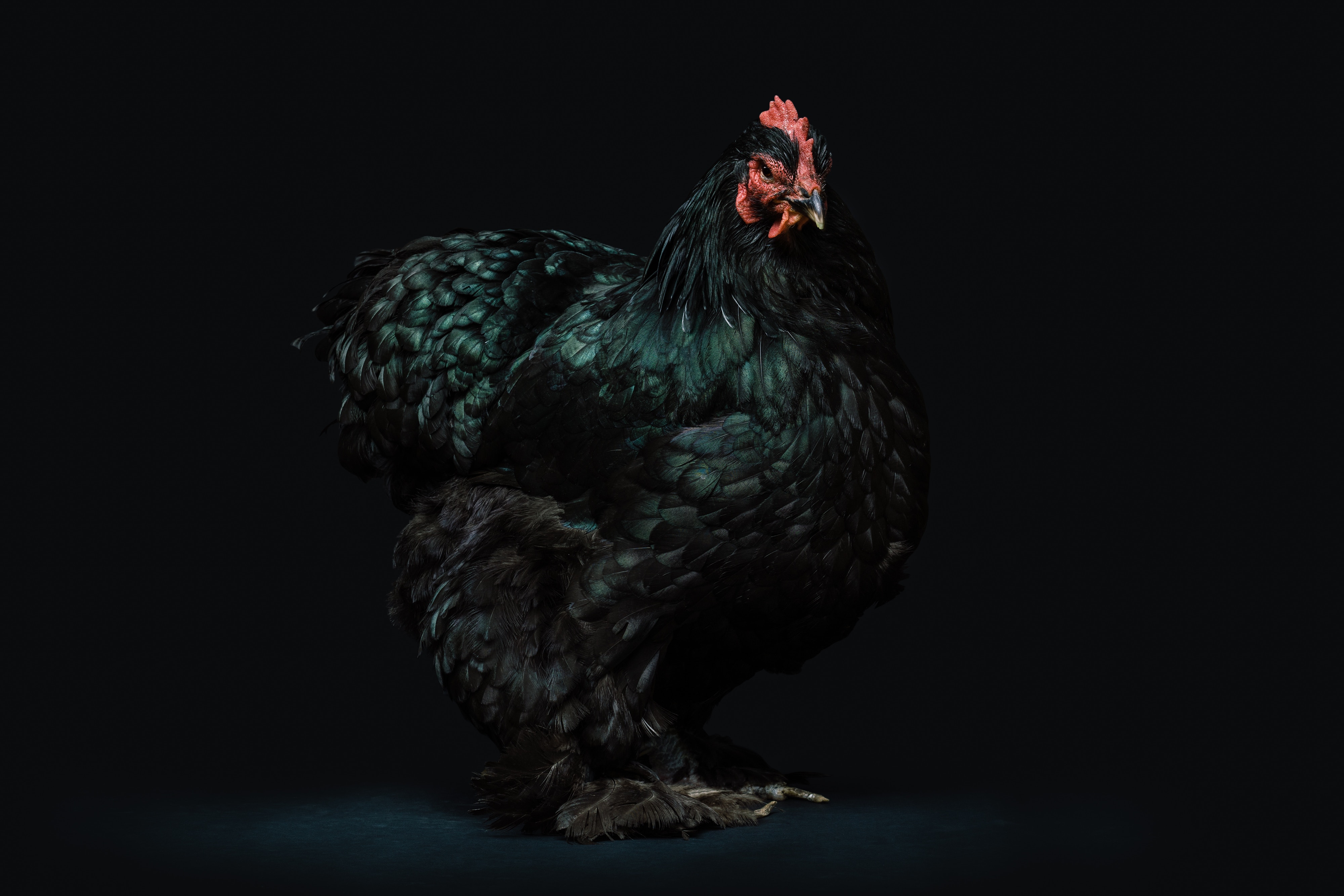 pjolter_image_rooster