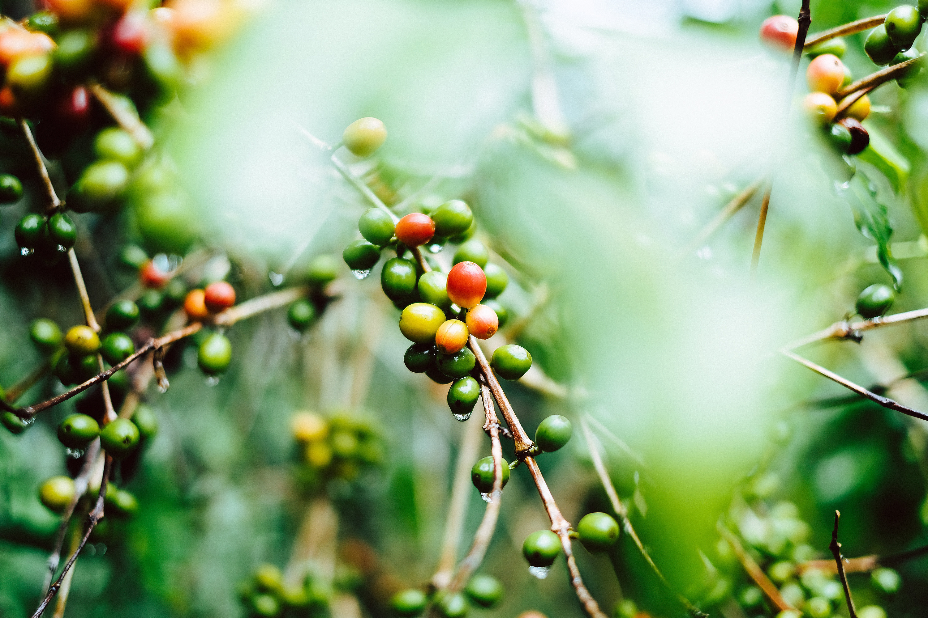kikoro_coffee_farm