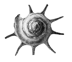 tjuvholmen-sjmagasin-symbol-skjelll