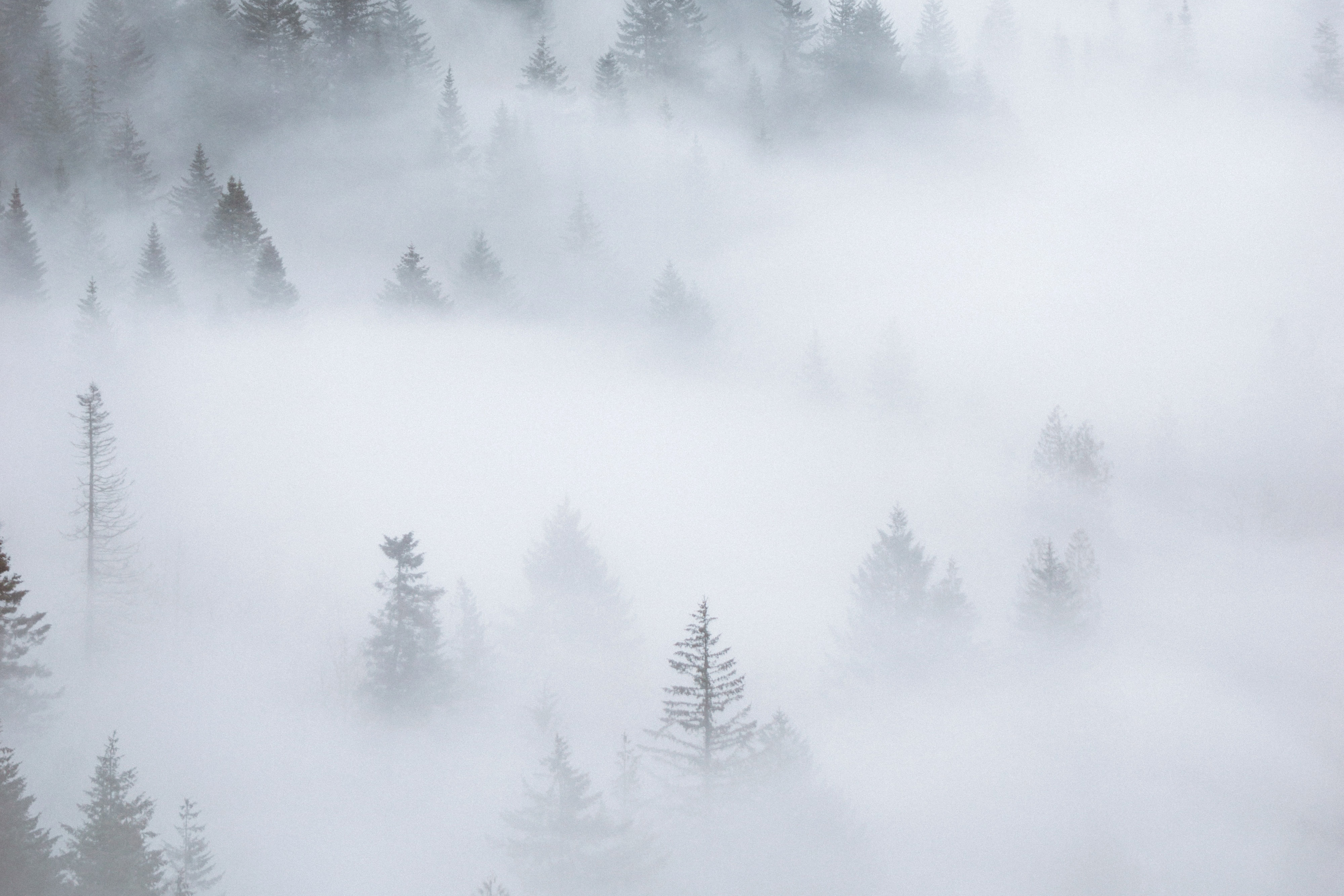 whyte_photo_1