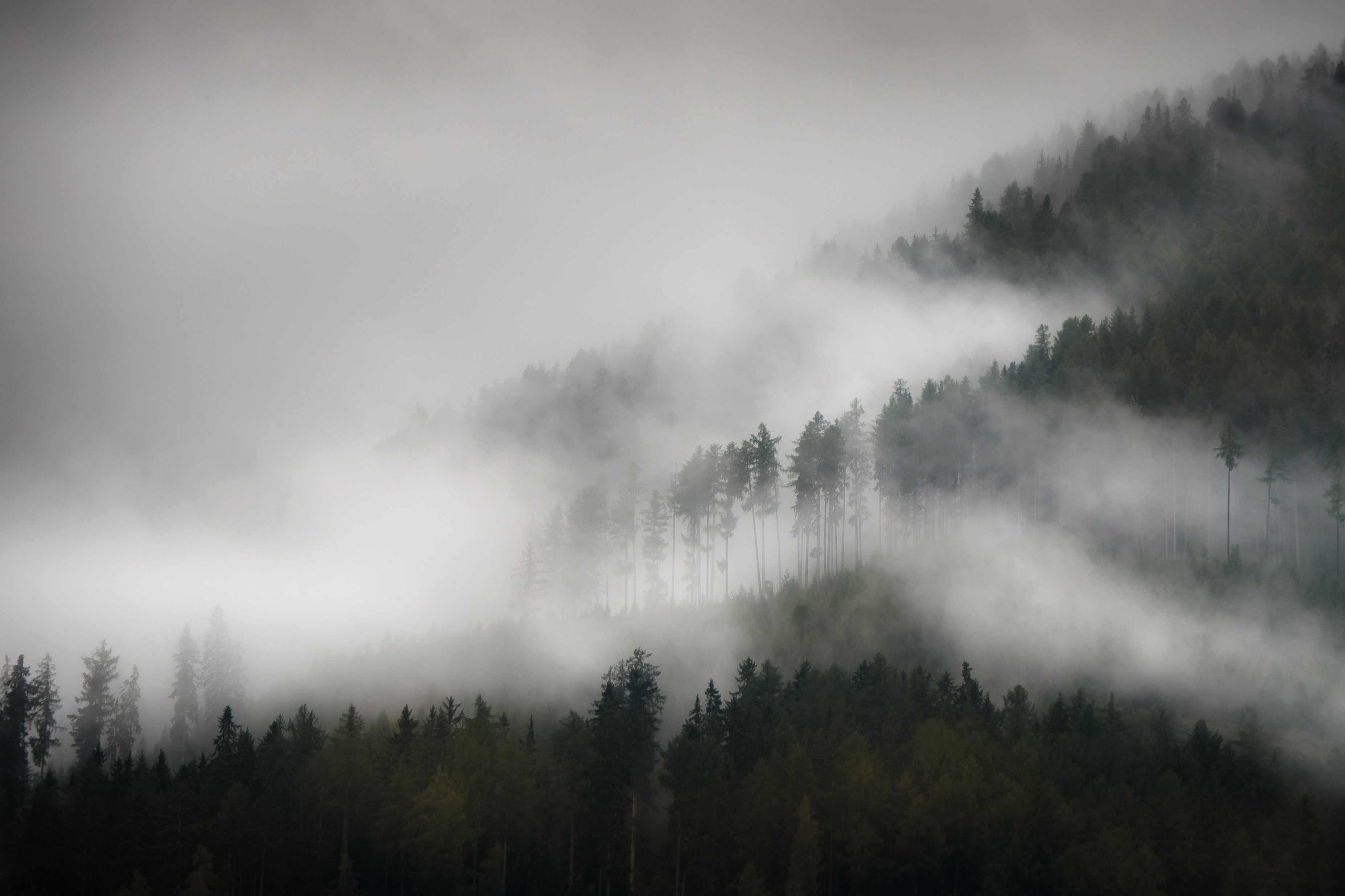 whyte_photo_6