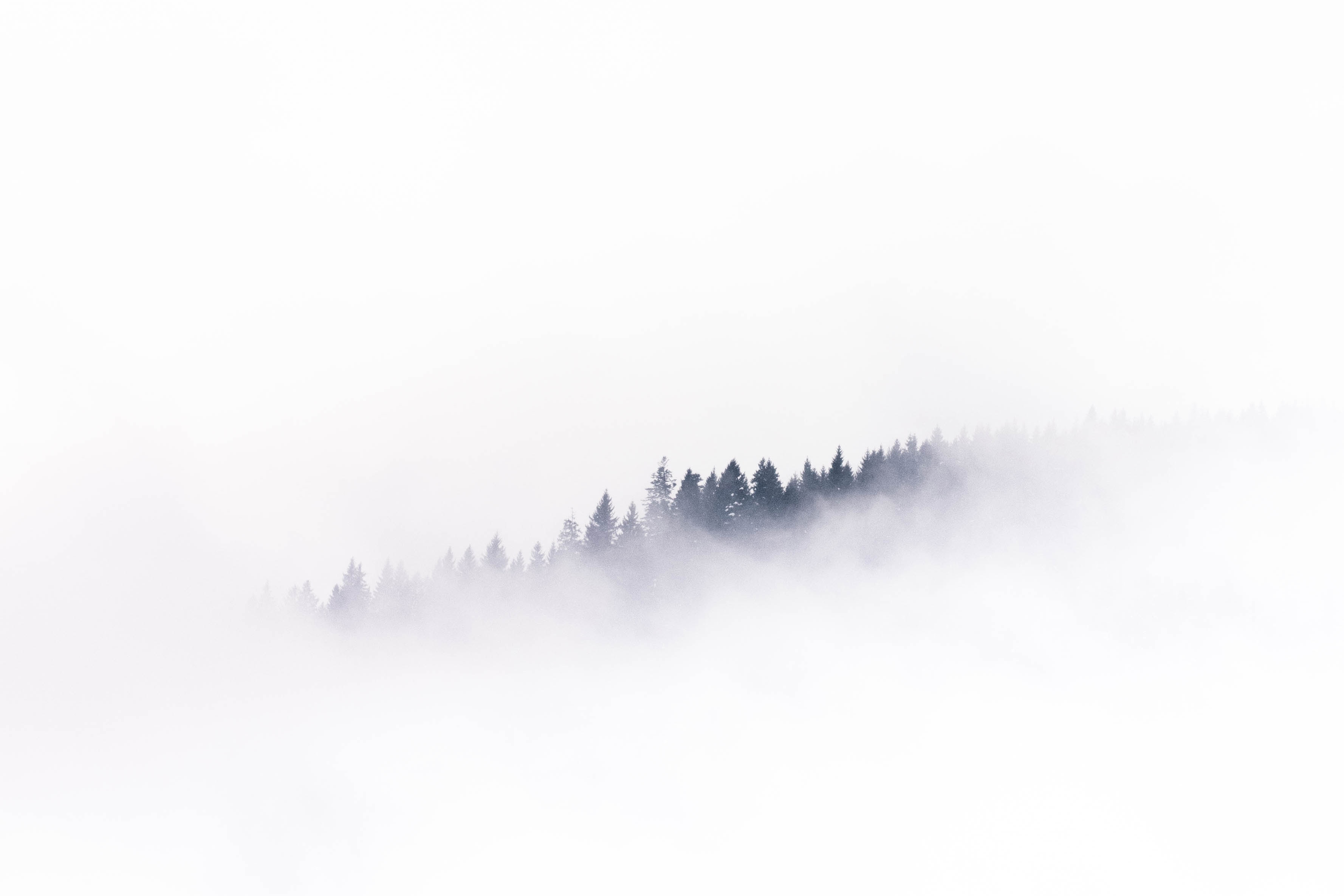 whyte_photo_4