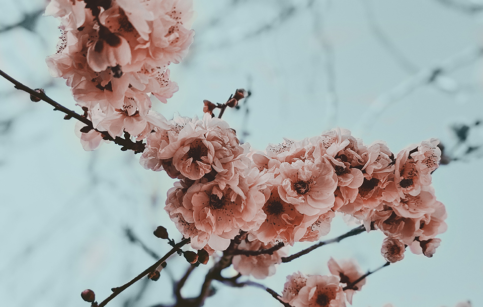 4k-wallpaper-beautiful-bloom-2825749_edit
