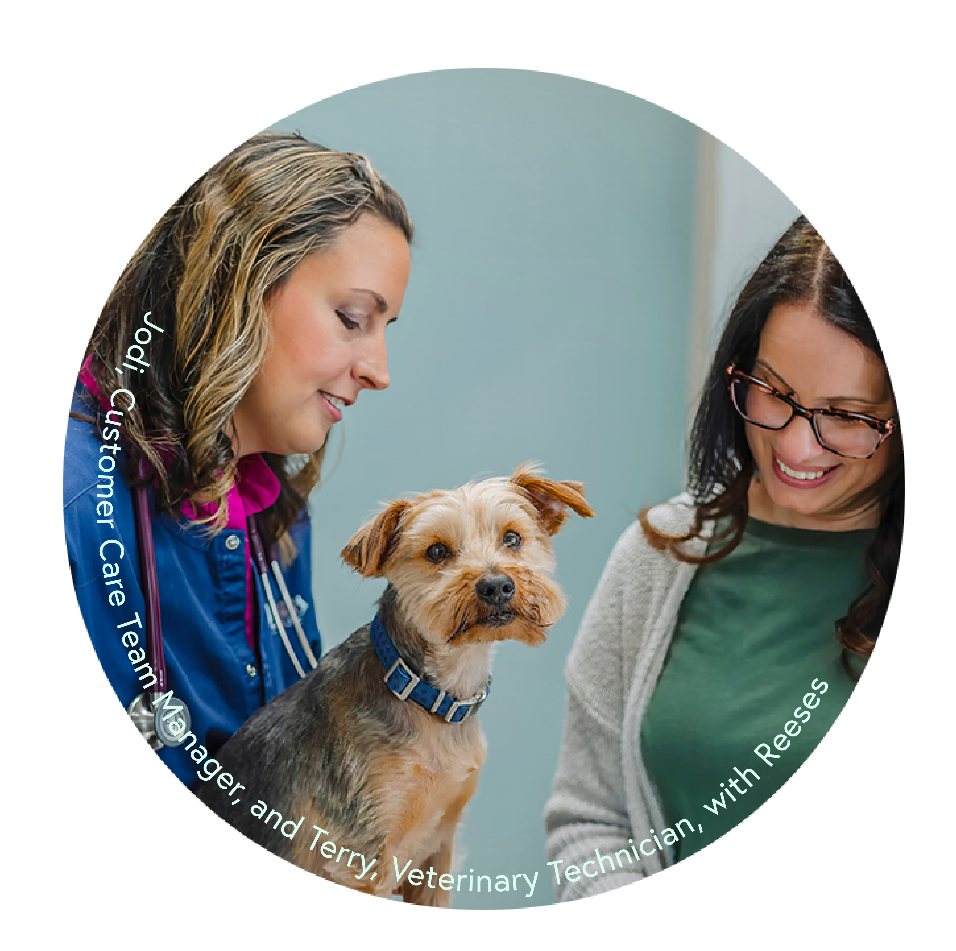 Wedgewood Brand Guide brand identity, guideline and assets.