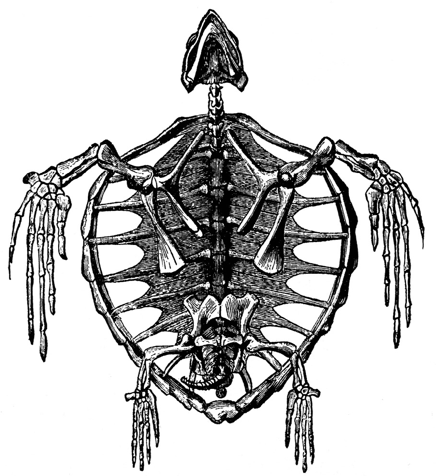 skeleton_turtle