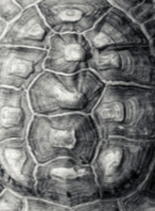 skeleton_tortoise