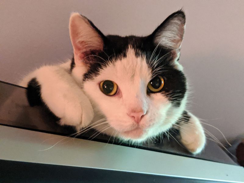 Beans, a black and white cat lounging atop a turntable