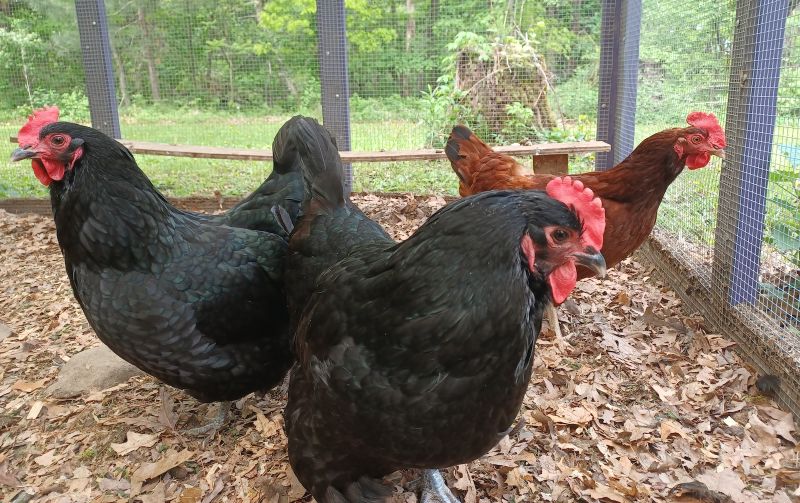 3 adult chickens standing in a run