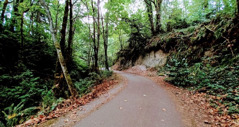 a fern lined paved path