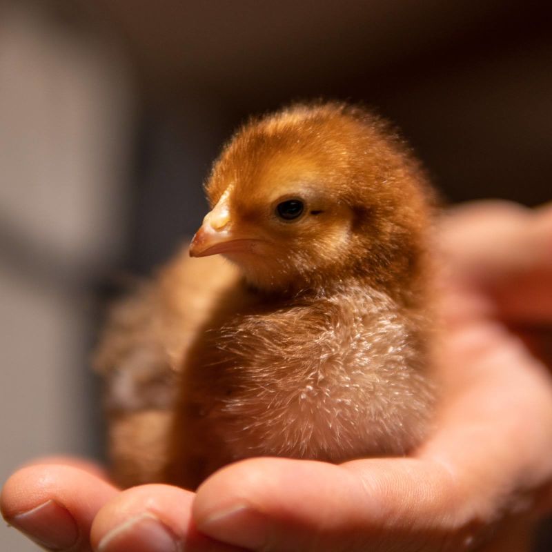 A Rhode Island Red chick