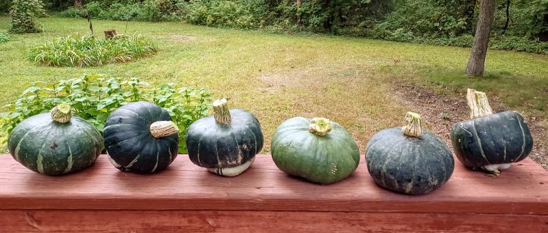 Buttercup squash lined up on a deck railing