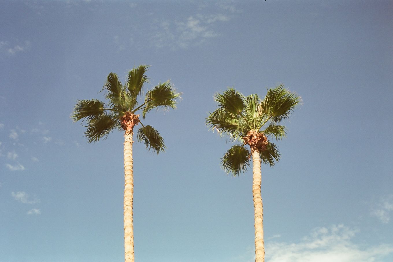 Two palm trees against a blue sky.