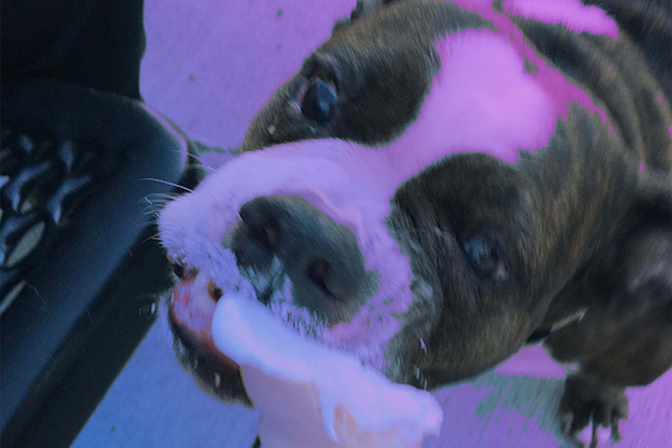 An excited dog eats some ice cream from a sugar cone. 