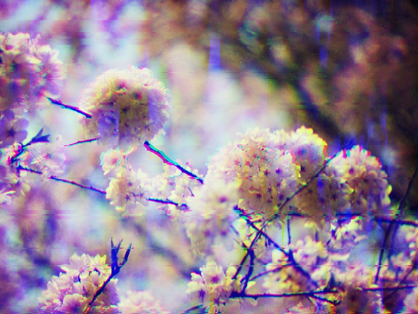 Glitchy close up of cherry blossoms.