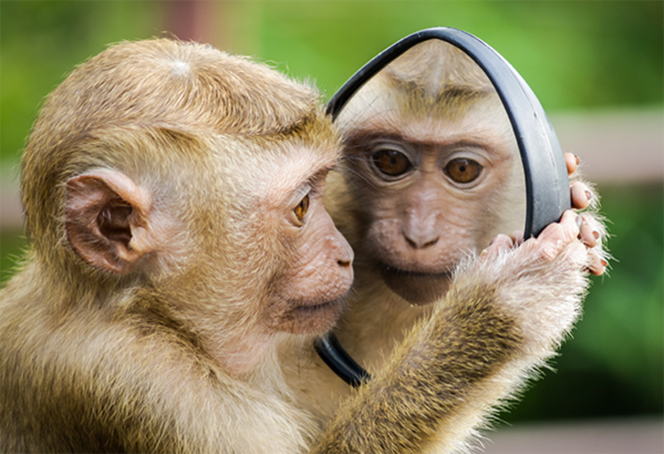 A monkey looks into a mirror at its reflection.