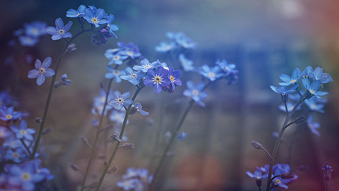A field of Forget-me-not flowers bathed in morning light.