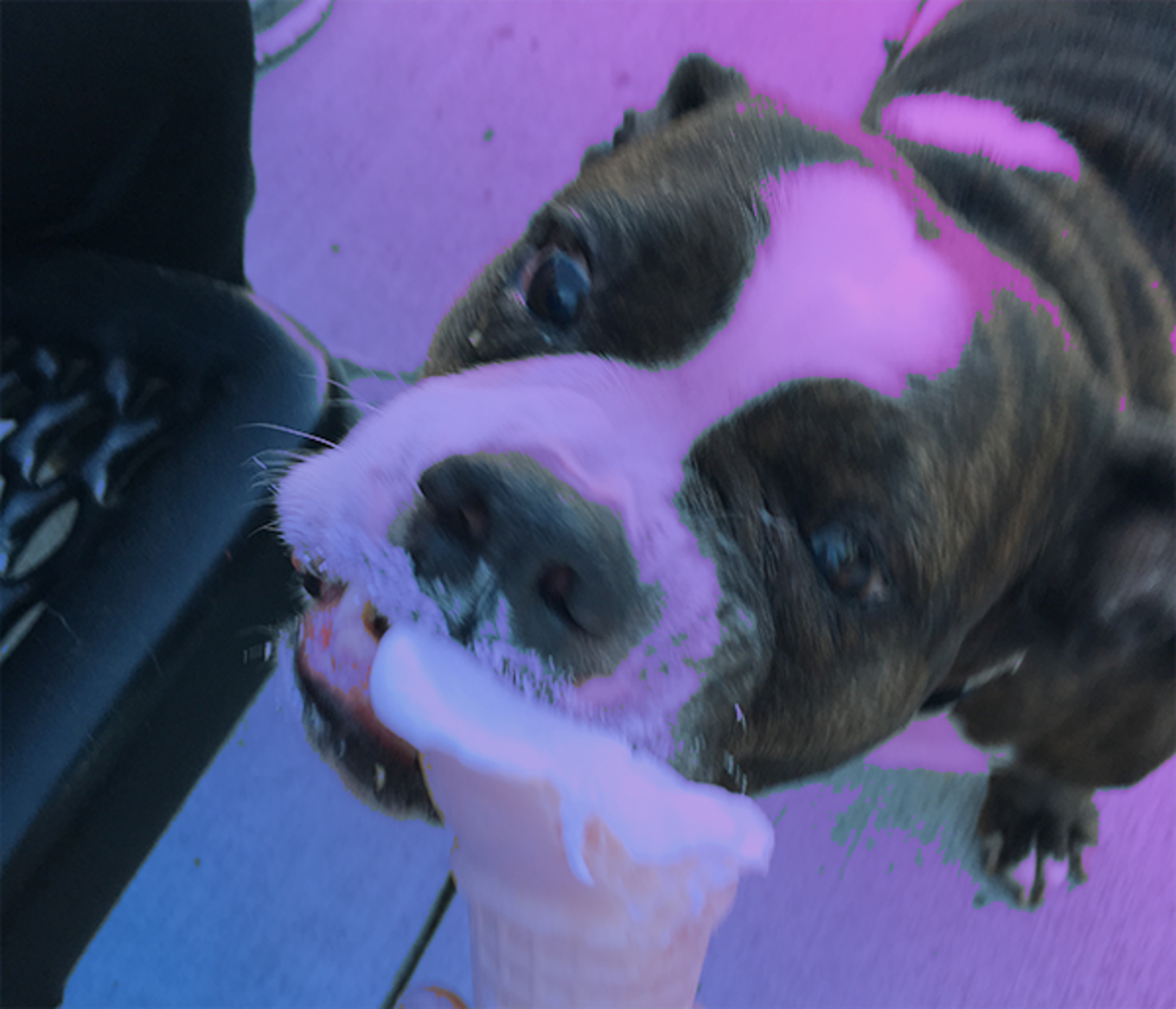 An excited dog eats some ice cream from a sugar cone.