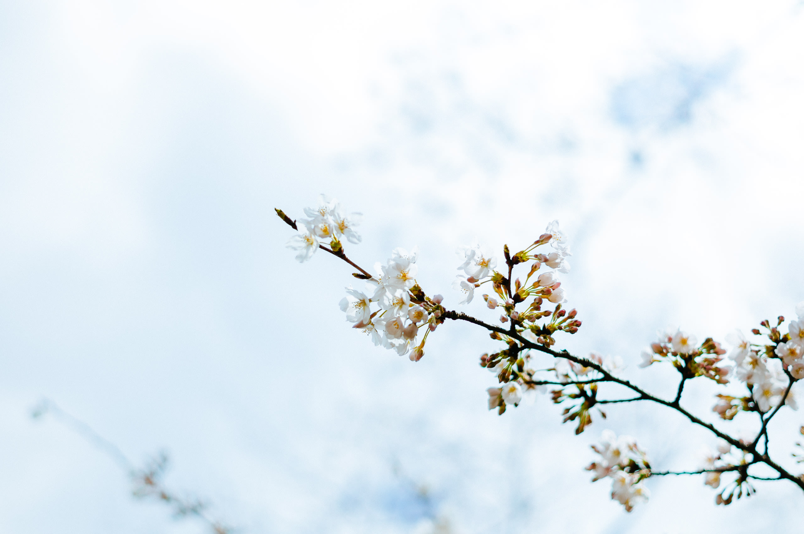 代々木・桜