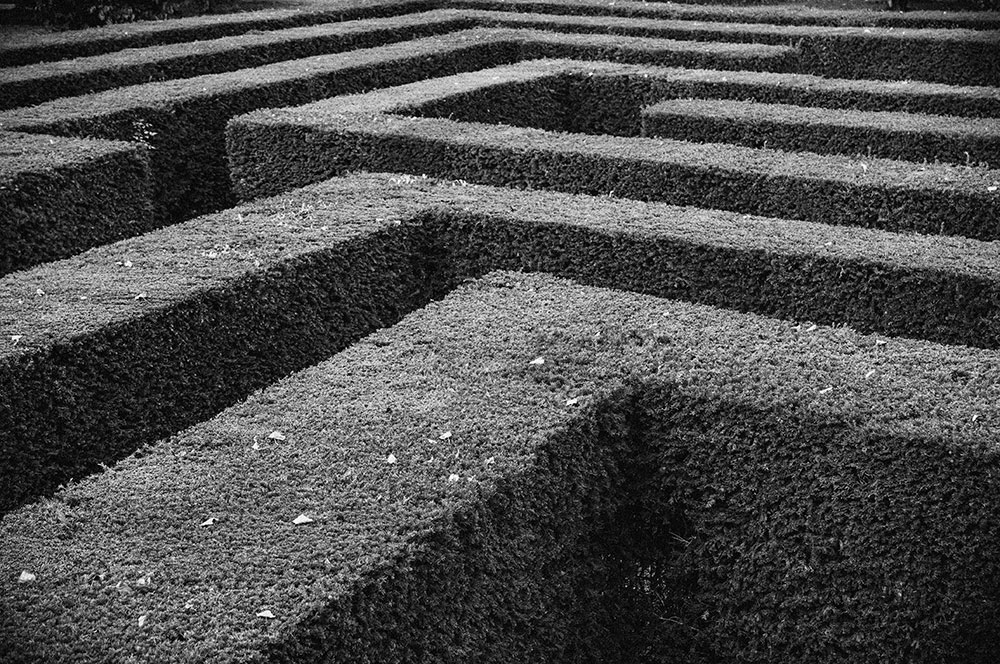 black and white photo of hedge maze