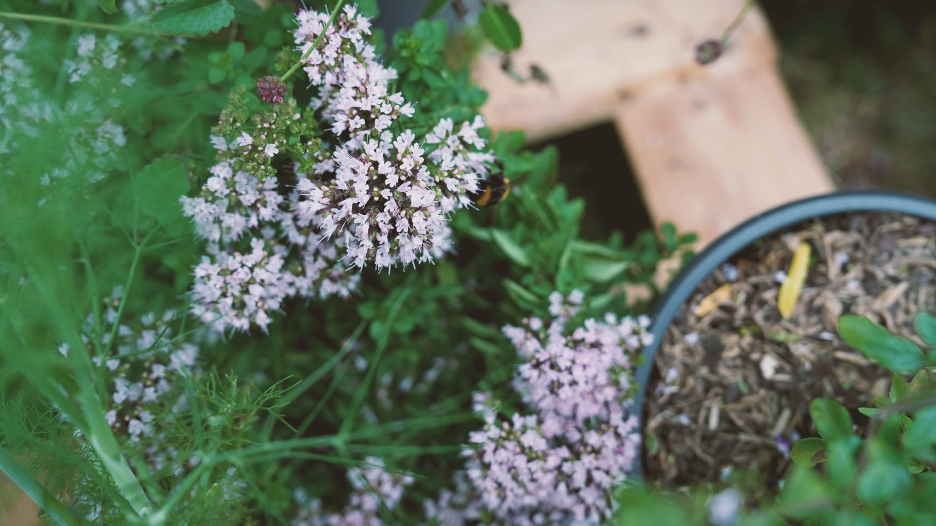 Bee and flowers